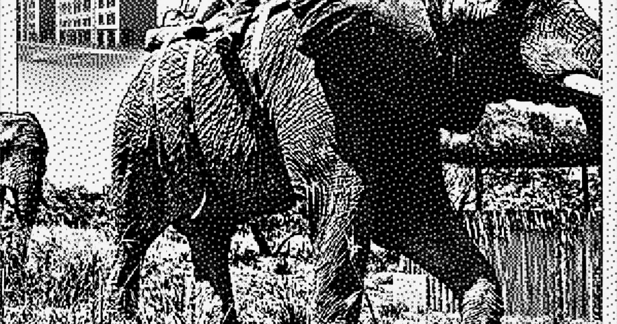 Сатирическая версия материала «Товарищи! Южная Африка открыта для советского человека: рост турпотока в пять раз!» в реальности «СССР»